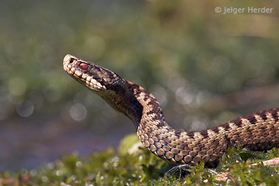 adder
