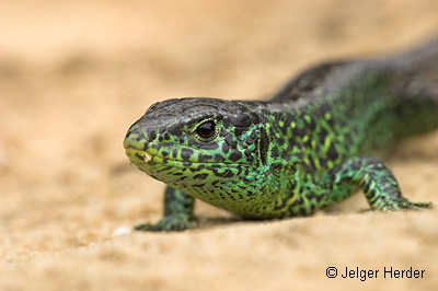 zandhagedis