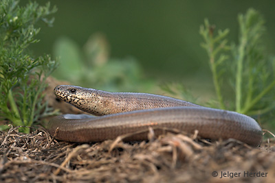 hazelworm